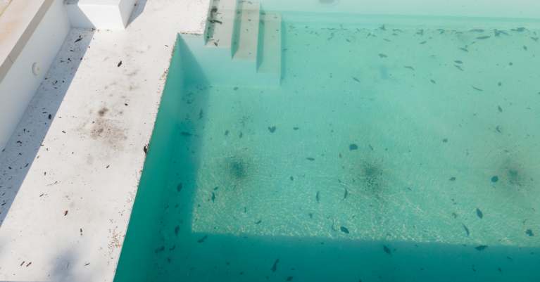 Az alga elszaporodása meleg időben és annak jelei a medencében